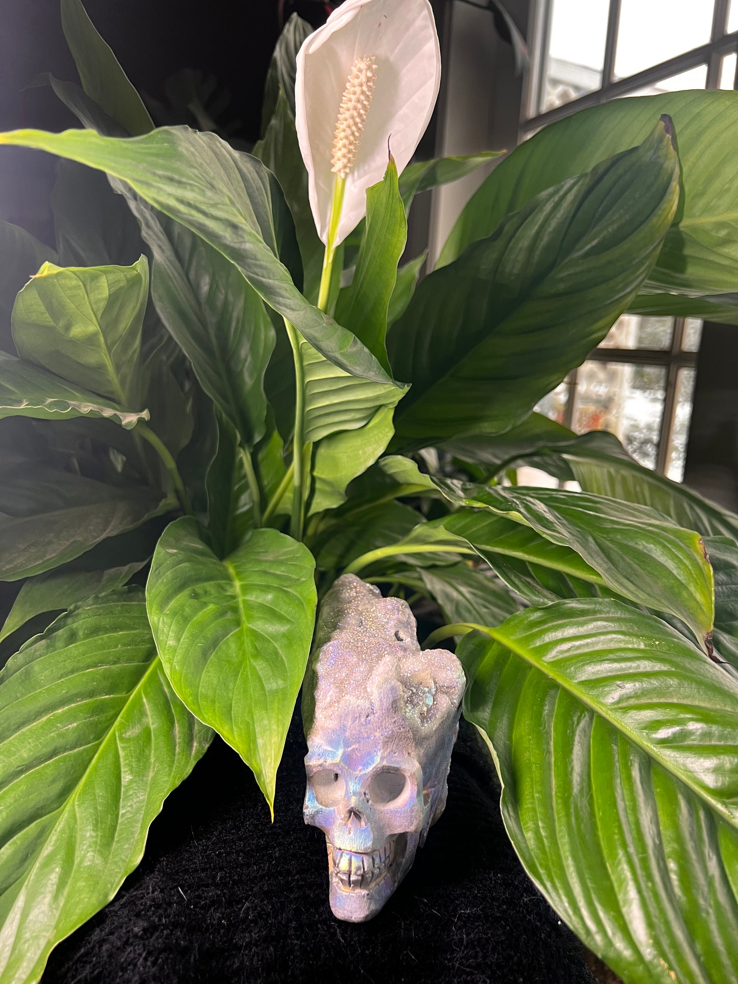 Druzy Aura Quartz Skull