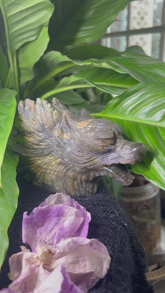 Unique Labradorite Wolf